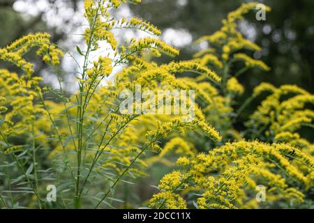 Die wilden Blüten von Solidago canadensis oder später Goldrute. Selektiver Fokus. State Blume der US-Bundesstaaten Kentucky und Nebraska Stockfoto