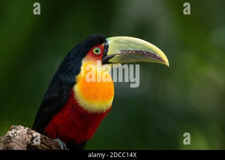 Red-breasted Toucan (Ramphastos dicolorus) von den Atlantischen Regenwald Stockfoto