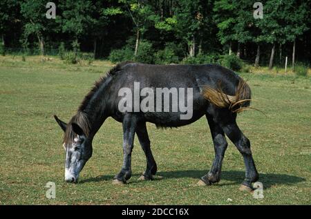 MAULTIER KREUZUNG ZWISCHEN EINEM MÄNNLICHEN ESEL UND EIN WEIBLICHES PFERD Stockfoto