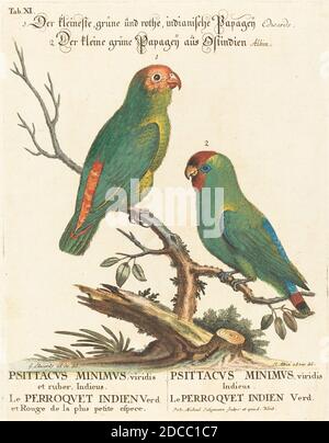 Johann Michael Seligmann, (Künstler), deutsch, 1720 - 1762, George Edwards, (Künstler danach), englisch, 1694 - 1773, Parrot (Le Perroquet Indien. Psittacus Minimus), A Natural History of Uncommon Birds and Animals(1743-51), 11, (Serie), handkolorierte Radierung Stockfoto