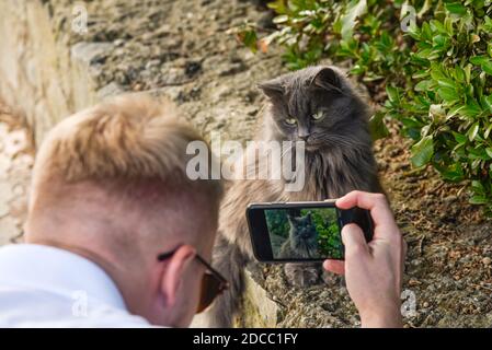 Ein Mann fotografiert eine lustige obdachlose Katze Sein Telefon Stockfoto