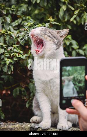 Ein Mann macht Bilder von einer lustigen obdachlosen Katze, die Gähnt am Telefon Stockfoto