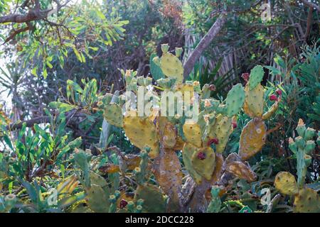 Schöner Kaktus aus Kaktus mit burgunderroten Früchten an der Küste von Ayia Napa in Zypern. Opuntia, Ficus-indica, Indische Feige opuntia, barbary Feigenblühende cact Stockfoto