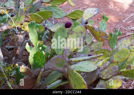 Schöner Kaktus aus Kaktus mit burgunderroten Früchten an der Küste von Ayia Napa in Zypern. Opuntia, Ficus-indica, Indische Feige opuntia, barbary Feigenblühende cact Stockfoto