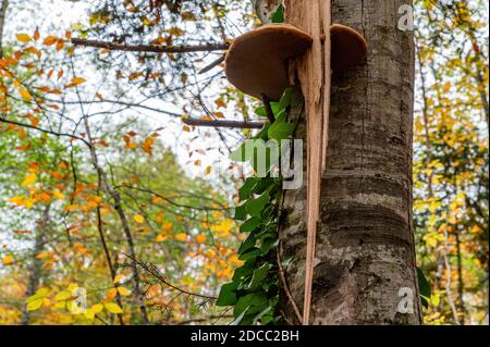 Großer Polyporepilz auf dem Stamm der Pappel Stockfoto