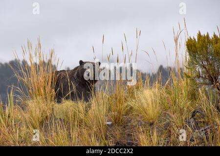 Ein nasser Grizzlybär im Yellowstone National Park. Stockfoto