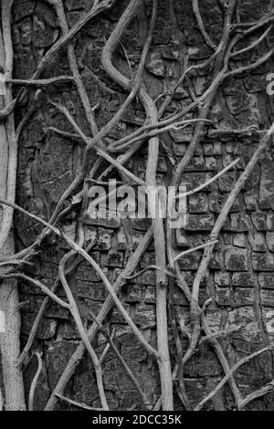 Alte Kletterstängel von Ivy bilden ein Interessantes Strukturmuster am Stamm einer großen Platane, die einst die Kletterpflanze stützte. Stockfoto