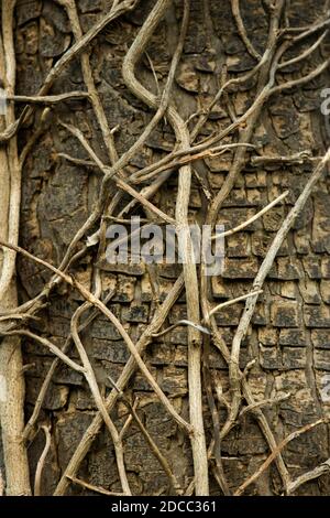 Alte Kletterstängel von Ivy bilden ein Interessantes Strukturmuster am Stamm einer großen Platane, die einst die Kletterpflanze stützte. Stockfoto