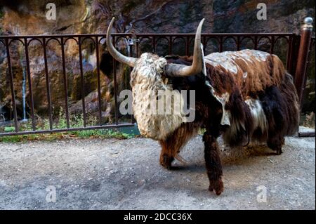 Nahaufnahme ausgestopfter wilder Yak oder Bos Mutus im Museum Stockfoto
