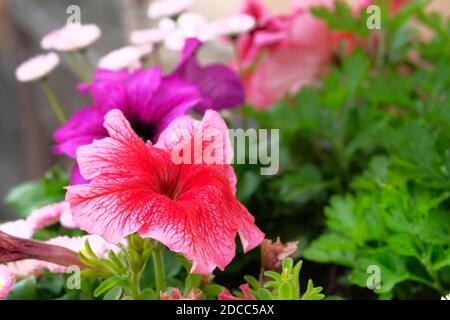 Petunia im Garten. Blüten der einjährigen Familie der Petunien Solanaceae, die im massierten Garten blühen. Sommerblüte. Stockfoto