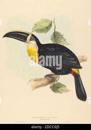 John Gould, (Künstler), British, 1804 - 1881, Elizabeth Gould, (Künstler), British, 1804 - 1841, Osculant Toucan (Ramphastos osculans), handkolorierte Lithographie auf Wove-Papier, Blatt: 54.8 x 37.1 cm (21 9/16 x 14 5/8 Zoll Stockfoto