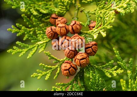 Braune Zapfen auf einer Lawson Zypresse Baum (Chamaecyparis lawsoniana) im Spätherbst oder November, Großbritannien Stockfoto