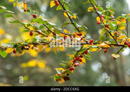 Himalaya-Cotoneaster (Cotoneaster simonsii) mit orangefarbenen Beeren und buntem Laub im Herbst oder November, Großbritannien Stockfoto
