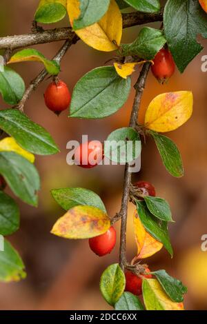 Himalaya-Cotoneaster (Cotoneaster simonsii) mit orangefarbenen Beeren und buntem Laub im Herbst oder November, Großbritannien Stockfoto