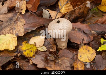 Gewöhnlicher Kugelball (Lycoperdon perlatum) auf Waldboden im Herbst in Hampshire, Großbritannien Stockfoto