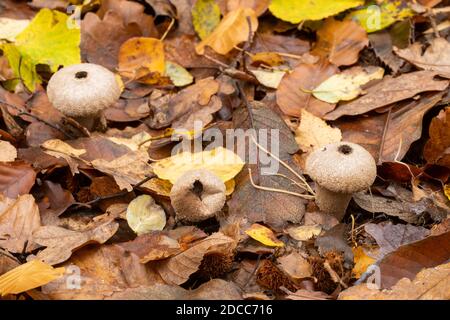 Gewöhnliche Kugelbälle (Lycoperdon perlatum) auf Waldboden im Herbst in Hampshire, Großbritannien Stockfoto