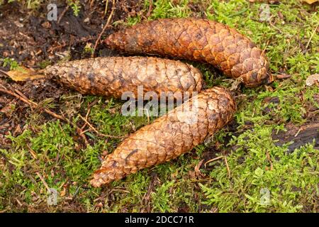 Drei große Zapfen der Norwegenfichte (Picea abies) auf Moos, UK Stockfoto