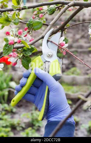 Bauer, der sich um den Garten gefreut hat. Frühjahrsschnitt von Obstbäumen. Frau in einem Nitrilhandschuh mit einem Baumscheren scheren die Spitzen eines Apfelbaums. Stockfoto