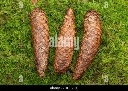 Drei große Zapfen der Norwegenfichte (Picea abies) auf Moos, UK Stockfoto