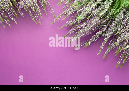 Heidekraut Blüten (calluna vulgaris) auf violettem Hintergrund. Speicherplatz kopieren. Draufsicht Stockfoto