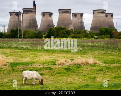 Ein Pferd grast in der Nähe der Kühltürme des Kraftstation Ferrybridge. Knottingley, West Yorkshire. Stockfoto