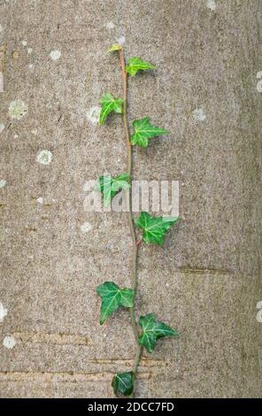 Stiel mit abwechselnden Blättern von gemeinem Efeu, der auf einem klettert Der Stamm einer Buche Stockfoto