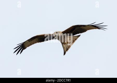 Juvenile Red Kite (Milvus milvus) im Flug auf der Suche nach Aas über Salisbury Plain, Wiltshire England. Stockfoto