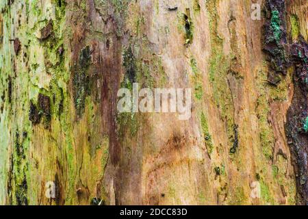 Textur des Rindes einer Kiefer Stockfoto