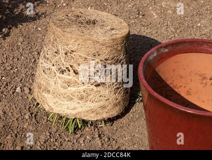 Eine Topfpflanze, die aus ihrem Topf entfernt wurde Stockfoto