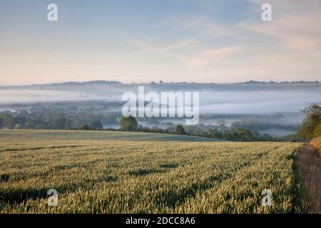 Morgennebel im Nadder Valley in der Nähe des Dorfes Barford St. Martin, Wiltshire. Stockfoto