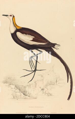 Elizabeth Gould, (Künstlerin), Britin, 1804 - 1841, Parra Sinensis (Fasan-tailed Jacana), handkolorierte Lithographie Stockfoto