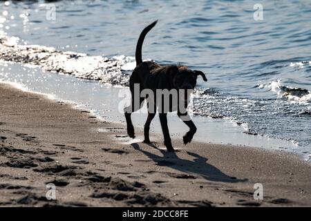 22. September 2020, Mecklenburg-Vorpommern, Warnemünde: Ein Hund läuft am Strand von Warnemünde. Foto: Paul Zinken/dpa-Zentralbild/ZB Stockfoto