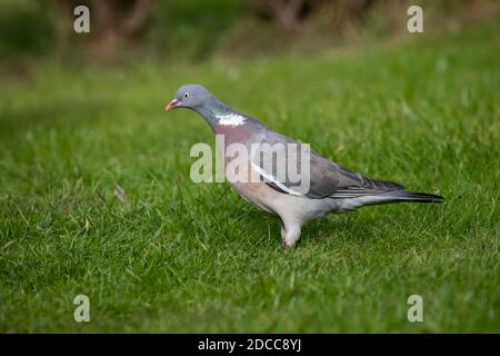 Gemeine Waldtaube Columba palumbus im Profil stehend auf Gras im heimischen Garten in West Yorkshire U.K. Stockfoto