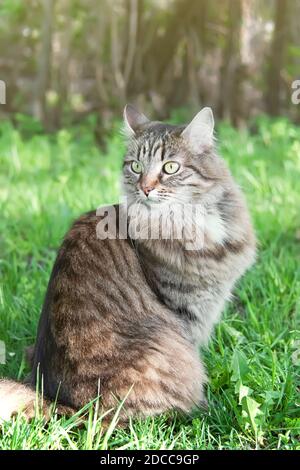 Eine langhaarige sibirische Katze, die auf dem grünen Rasen sitzt Stockfoto