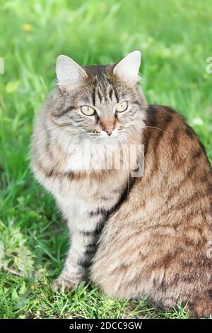 Porträt der wütenden sibirischen Katze. Nahaufnahme Stockfoto