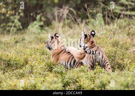 Zwei Ussuri Tiger Kätzchen spielen auf der wilden Wiese. Porträt des Usurischen Tigers in einer wilden Herbstlandschaft an sonnigen Tagen. Ein junger Tiger in der Tierwelt. Stockfoto