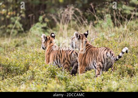 Zwei Ussuri Tiger Kätzchen spielen auf der wilden Wiese. Porträt des Usurischen Tigers in einer wilden Herbstlandschaft an sonnigen Tagen. Ein junger Tiger in der Tierwelt. Stockfoto