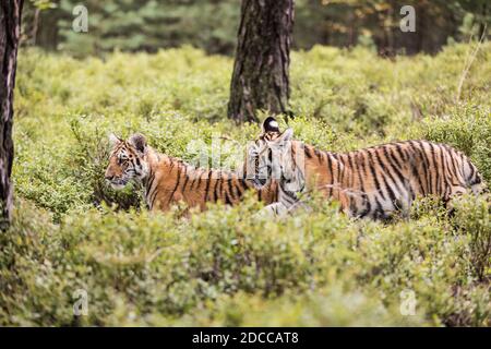 Zwei Ussuri Tiger Kätzchen spielen auf der wilden Wiese. Porträt des Usurischen Tigers in einer wilden Herbstlandschaft an sonnigen Tagen. Ein junger Tiger in der Tierwelt. Stockfoto