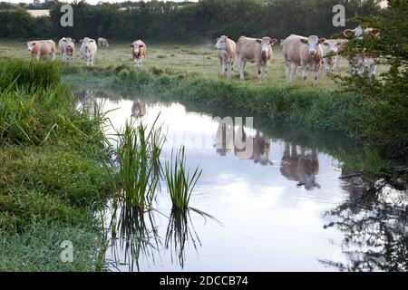 Rinder am Fluss Ebble bei Odstock in Wiltshire. Stockfoto