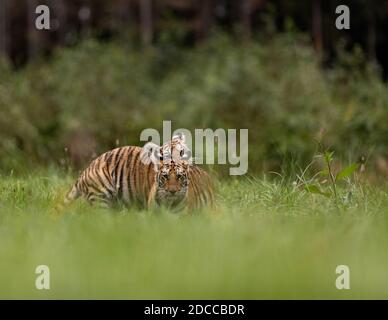 Zwei Ussuri Tiger Kätzchen spielen auf der wilden Wiese. Porträt des Usurischen Tigers in einer wilden Herbstlandschaft an sonnigen Tagen. Ein junger Tiger in der Tierwelt. Stockfoto