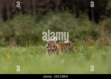 Zwei Ussuri Tiger Kätzchen spielen auf der wilden Wiese. Porträt des Usurischen Tigers in einer wilden Herbstlandschaft an sonnigen Tagen. Ein junger Tiger in der Tierwelt. Stockfoto