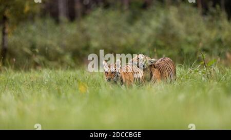Zwei Ussuri Tiger Kätzchen spielen auf der wilden Wiese. Porträt des Usurischen Tigers in einer wilden Herbstlandschaft an sonnigen Tagen. Ein junger Tiger in der Tierwelt. Stockfoto