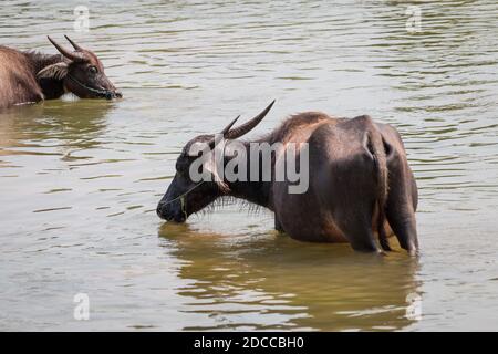 voyager au laos, Reise nach laos dans les 4000 iles au sud du laos. Lieu les plus touristiques du laos. Beaucoup de Backpacker si retrouvent. Stockfoto