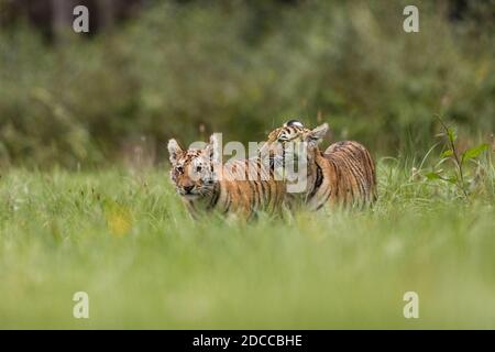 Zwei Ussuri Tiger Kätzchen spielen auf der wilden Wiese. Porträt des Usurischen Tigers in einer wilden Herbstlandschaft an sonnigen Tagen. Ein junger Tiger in der Tierwelt. Stockfoto