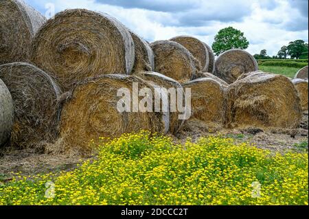 Runde Strohballen auf einem Bauernfeld gestapelt. Stockfoto