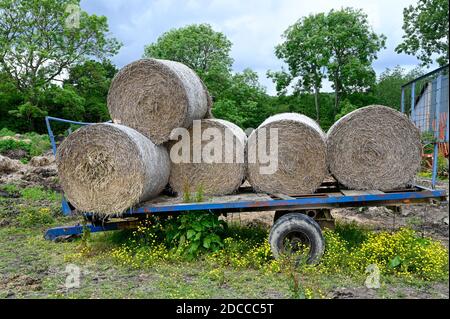 Runde Strohballen, die auf einem Bauernanhänger gestapelt sind. Stockfoto