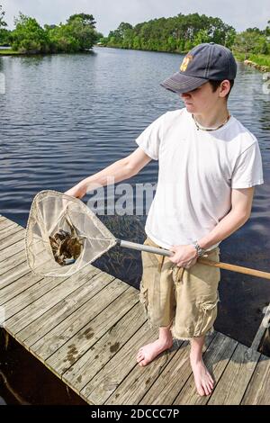 Louisiana St. Tammany Parish Northshore, Slidell, Liberty Bayou, Krabbenfischen Teenager Junge Pier Netz gefangen Krabbe, Stockfoto