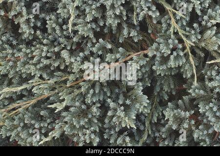 Zweige des Juniperus squamata (schuppiger Wacholder oder Himalaya-Wacholder). Natur Hintergrund Stockfoto