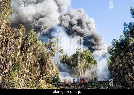 Miami Florida, Pennsuco West Okeechobee Road, Feuer beschädigt Bäume Asche kontrollierten Verbrennung, Feuerwehrmänner Feuerwehrmänner Feuerwehrmänner Everglades Rand Rauch, Stockfoto