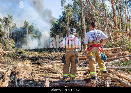 Miami Florida, Pennsuco West Okeechobee Road, Feuer beschädigt Bäume Asche kontrollierten Verbrennung, Feuerwehrmänner Feuerwehrmänner Everglades Rand, Stockfoto
